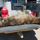 Foto: Servicio de Pesca y Vida Salvaje de Montana